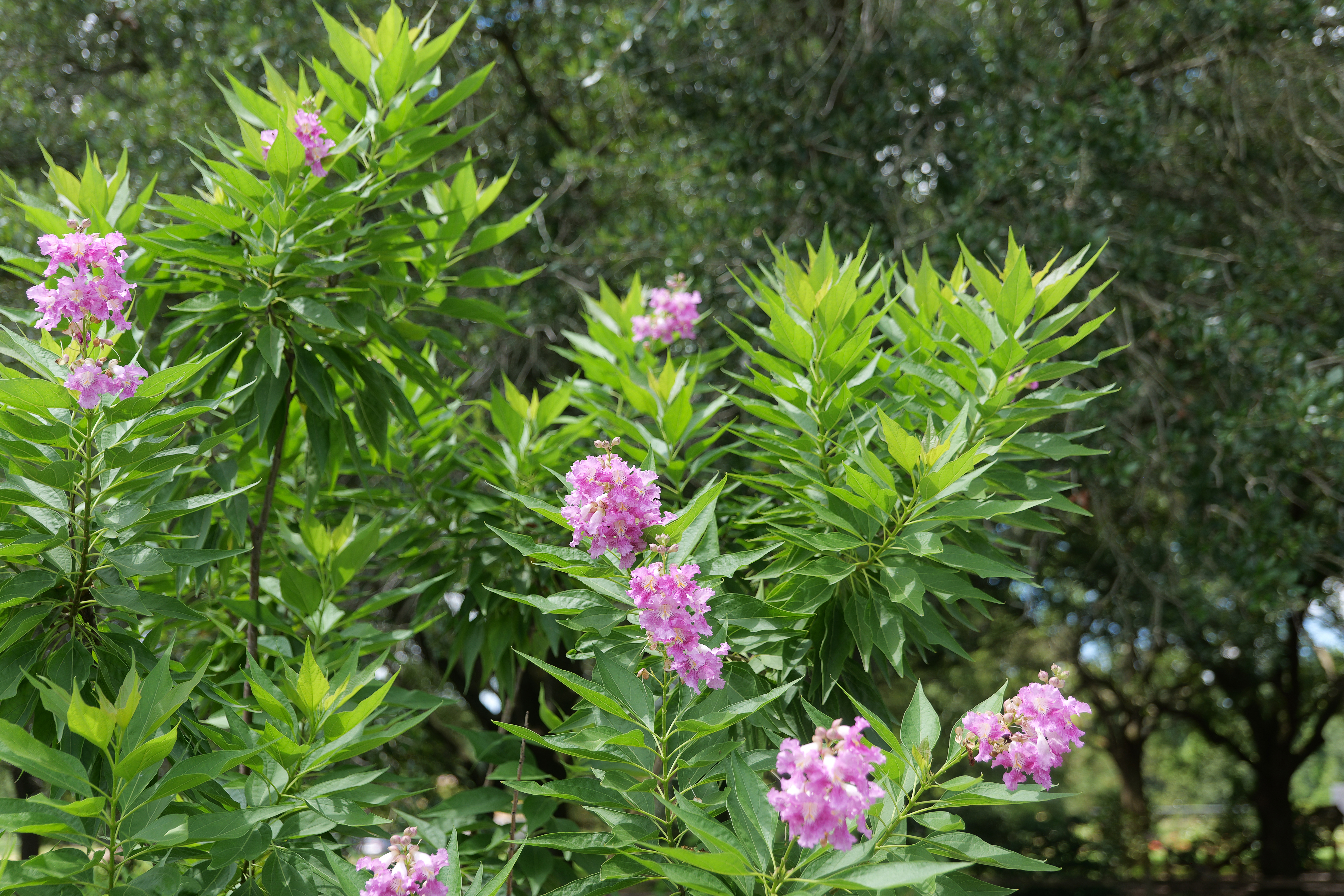 El Niño desert orchid: A unique hybrid that’s as tough as it is attractive